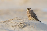 Smelleken - Merlin - Falco columbarius