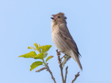 Roodmus - Common (Scarlet) Rosefinch