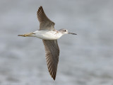 Groenpootruiter - Common Greenshank - Tringa nebularia