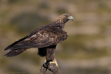 Steenarend - Golden Eagle - Aquila chrysaetos