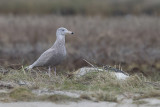 Grote Burgemeester - Glaucous Gull - Larus hyperboreus