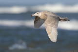 Grote Burgemeester - Glaucous Gull - Larus hyperboreus