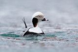 IJseend / Long-tailed Duck