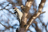 Kleine Bonte Specht - Lesser Spotted Woodpecker - Dryobates minor