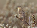 Sprinkhaanzanger - Common Grasshopper Warbler - Locustella naevia