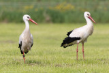 Ooievaar - White Stork - Ciconia ciconia	