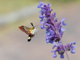 Glasvleugelpijlstaart - Broad-bordered Bee Hawk-moth - Hemaris fuciformis	