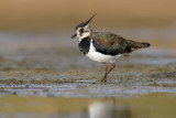 Kievit - Northern Lapwing - Vanellus vanellus