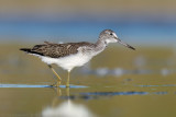 Groenpootruiter - Common Greenshank - Tringa nebularia	