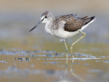 Groenpootruiter - Common Greenshank - Tringa nebularia	