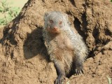Barrett20190302_0844_04_Banded Mongoose.JPG