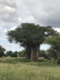 BarrettIMG_3524_Baobob tree.JPG