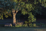 Late Summer Evening Light In My Backyard