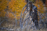 An Old Tree Near The North Rim Of The Grand Canyon