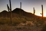 Sunset At Organ Pipe National Monument, Arizona
