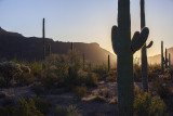 Sunrise At Organ Pipe National Monument