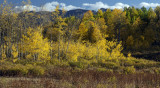 Early Morning Light At Kebler Pass, Colorado