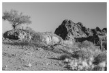 Mid Morning In The Sonoran Desert, Arizona