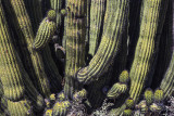 Organ Pipe Cactus Detail, Arizona