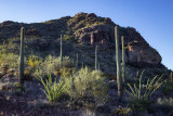 Organ Pipe National Monument, Arizona