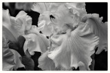Iris Monochrome