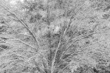 Infrared Processed Snow Scene 