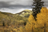 Fall Color: Kebler Pass Near Crested Butte, Colorado