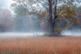 Late Evening Ground Fog-Smoky Mountain National Park