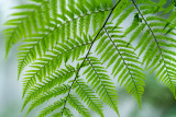 Fern