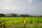 From Old Harbour Road, St Catherine Parish