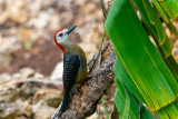 Jamaican woodpecker (Melanerpes radiolatus) II