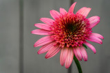 Cone Flower