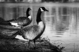 Geese