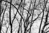 Trees with Shadows