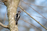 Downy Woodpecker