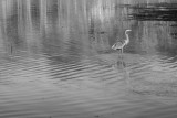 Resident Blue Heron IV
