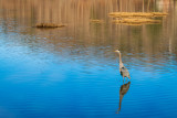 Resident Blue Heron I