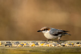 Brown Headed Nuthatch I