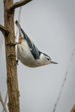 White-breasted Nuthatch (Sitta carolinensis)