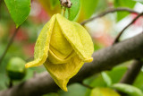 Blossom of the Soursop Tree