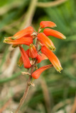 Cactus Flower