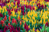 Celosia