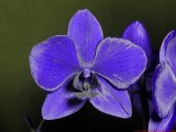 Phalaenopsis_UV_P1810123_(c).jpg