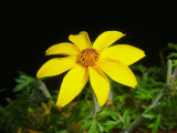 Bidens VIS-UV (2k).gif