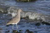 Chevalier semipalmé (Willet) Tringa semipalmata