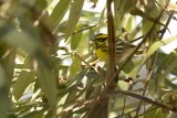 Paruline de Townsend (Townsend's Warbler) Setophaga townsendi