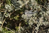 Mésange buissonnière (American Bushtit) Psaltriparus minimus