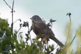 Bruant fauve (Fox Sparrow “sooty”) Passerella iliaca