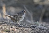 Bruant à couronne blanche (White-crowned sparrow)