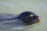Lion de mer (California sea lion) Zalophus californianus